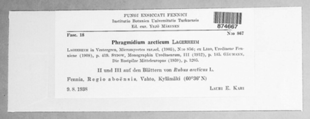 Phragmidium arcticum image